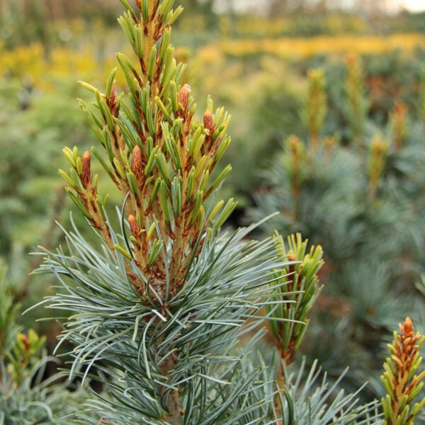 Pinus parviflora 'Blauer Engel' ('Blue Angel') Japanese White Pine