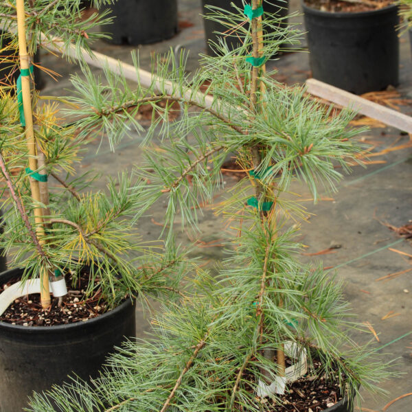 Pinus strobus 'Bob's Whiskers' Eastern White Pine