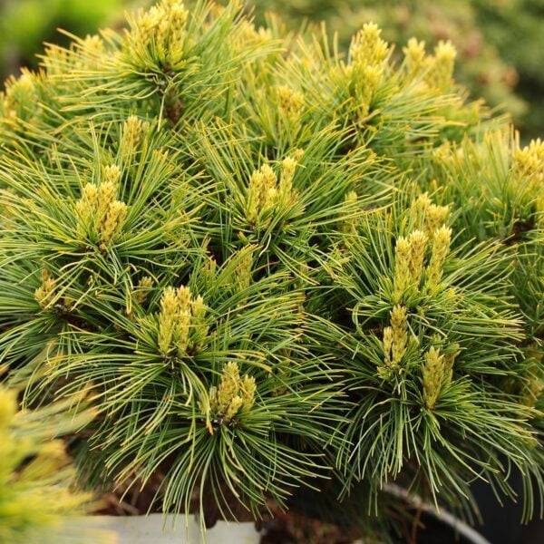 Pinus strobus 'Diablo' Eastern White Pine