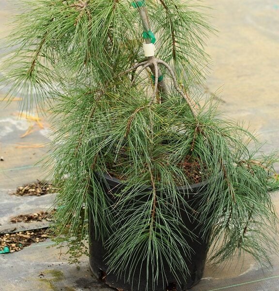 Pinus strobus 'Dianne's Soft Shoulders' Eastern White Pine