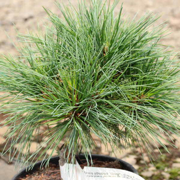 Pinus strobus 'Greg' Eastern White Pine