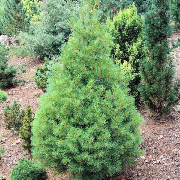 Pinus strobus 'Sarah Rachel' Eastern White Pine