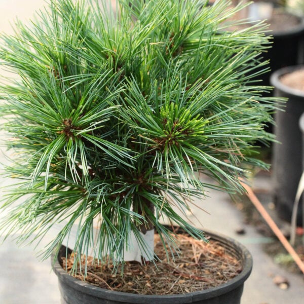 Pinus strobus 'Sonia' Eastern White Pine
