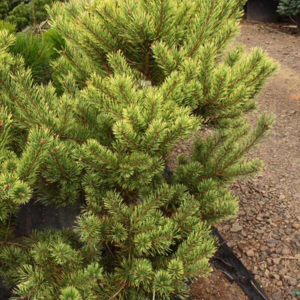 Pinus sylvestris 'Brentmoor Blonde' Scots Pine