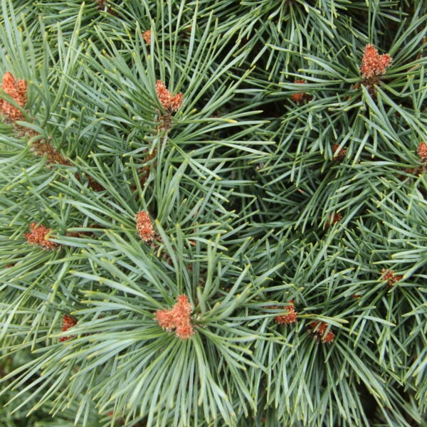 Pinus sylvestris 'Chantry Blue' Scots Pine