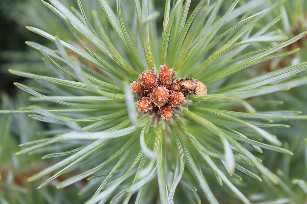 Sanction casual Zealot Pinus Sylvestris Chantry Blue Scots Pine | Conifer Kingdom