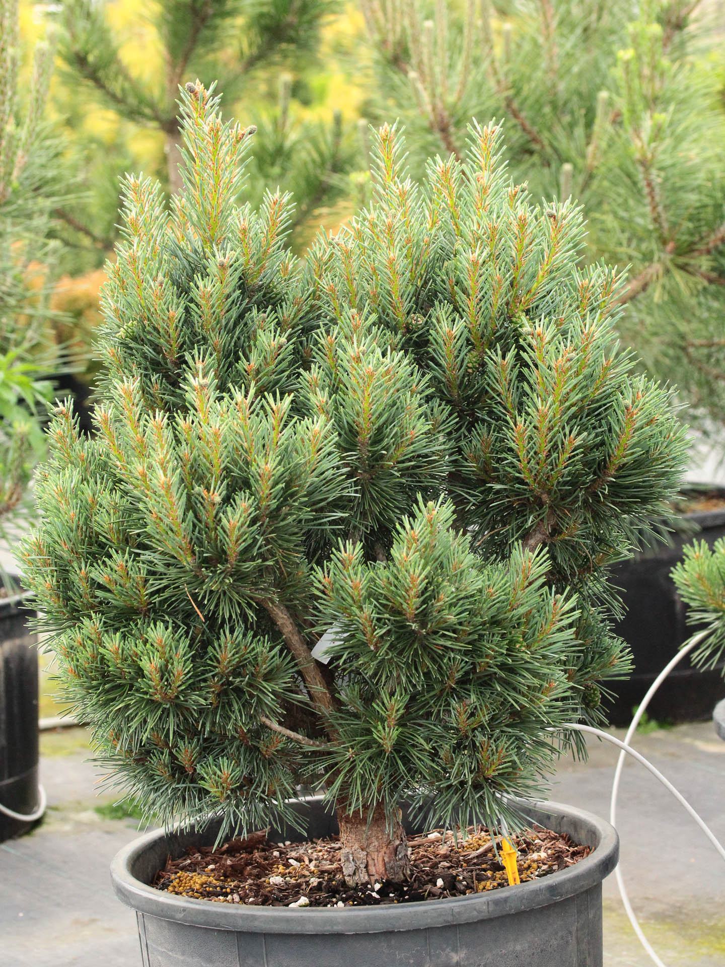 Pinus sylvestris ‘Chantry Blue’