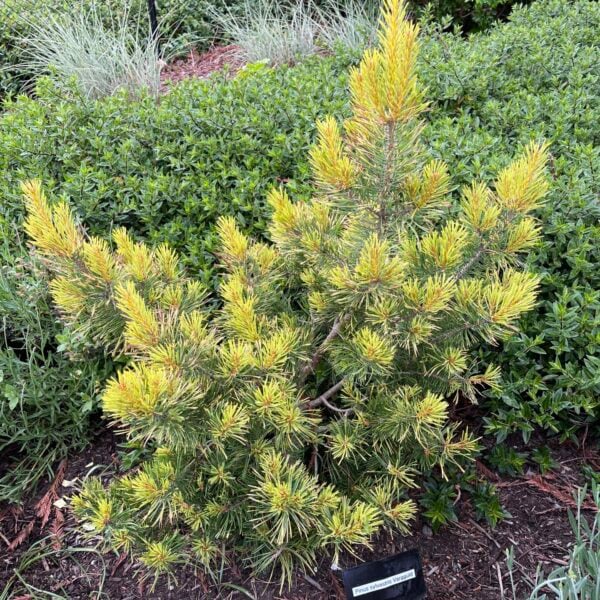 Pinus sylvestris 'Vargguld'  Scots Pine