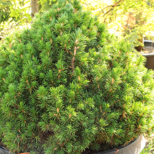 Picea abies 'Tompa' Norway Spruce