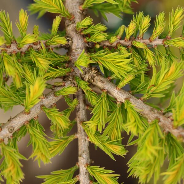 Taxodium distichum 'Gee Wiz' Bald Cypress