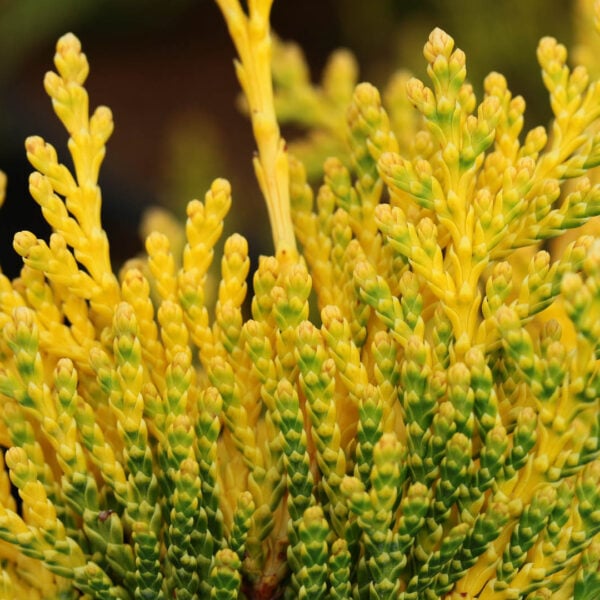 Thuja plicata 'Stoneham Gold' Western Red Cedar
