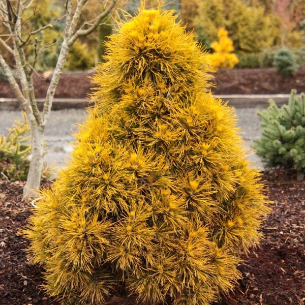 Pinus sylvestris 'Moseri' Scots Pine