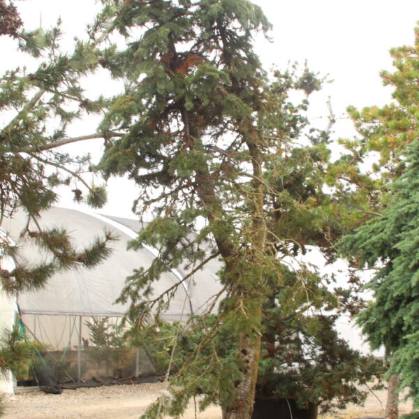 Abies lasiocarpa Specimen 1532