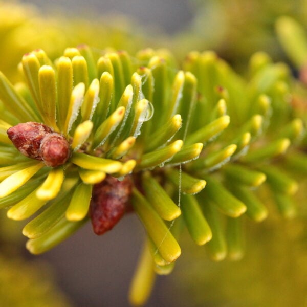 Abies homolepis 'Wintergold' Nikko Fir