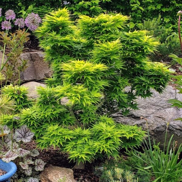 Acer palmatum 'Mikawa yatsubusa' Japanese Maple