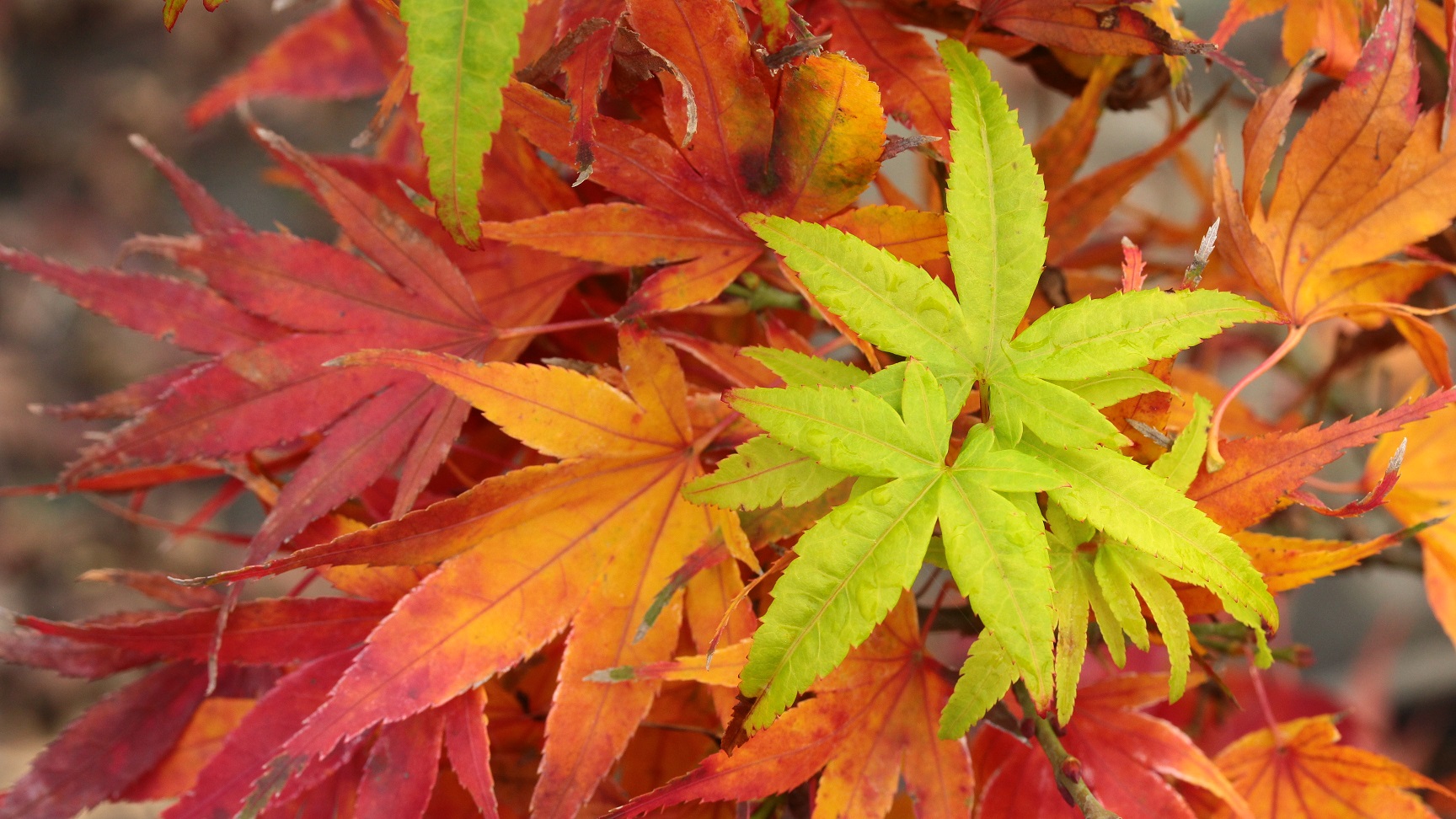 Acer-palmatum-Mikawa-yatsubusa