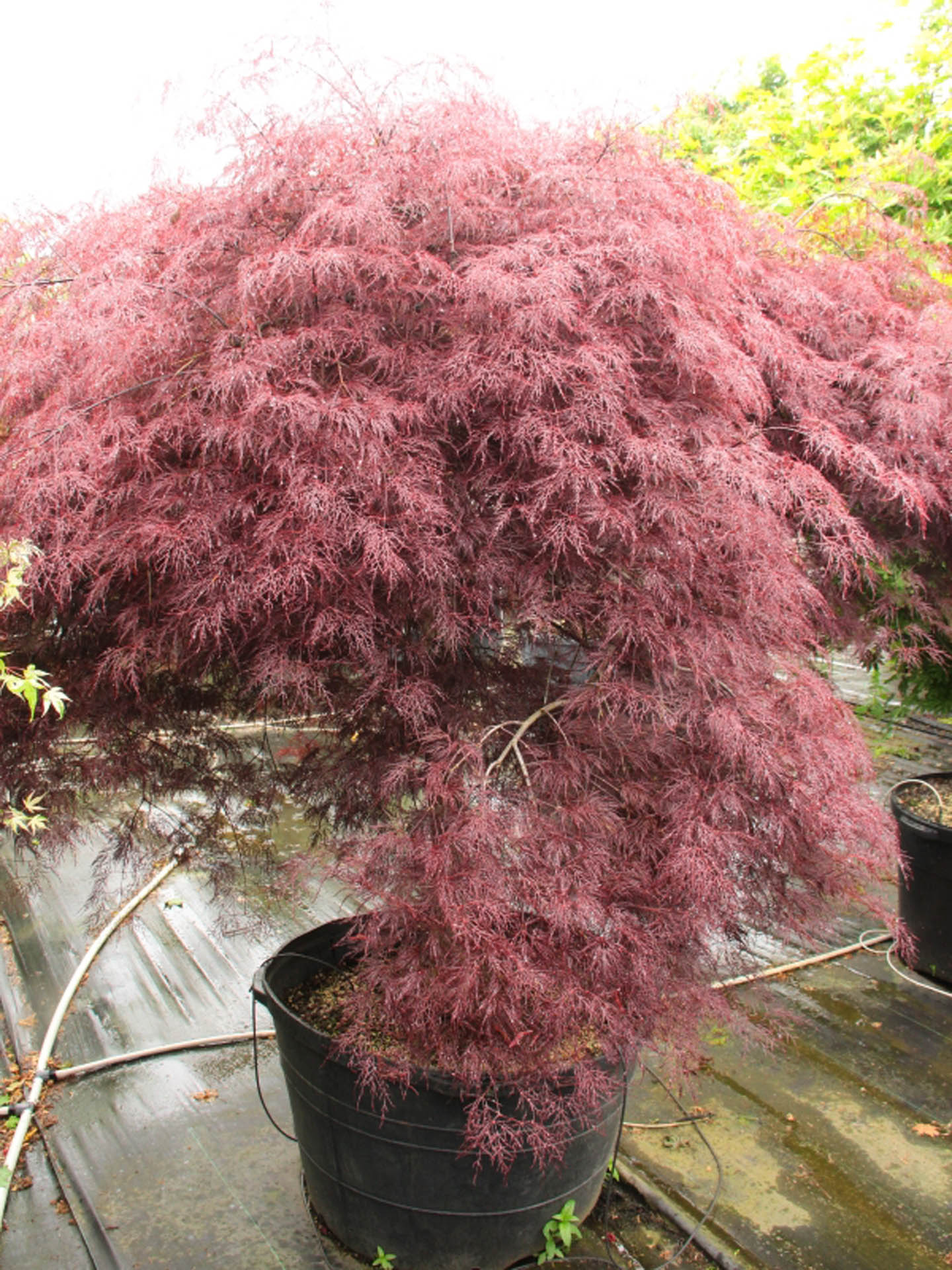 Buy Acer palmatum 'Red Filigree Lace' Specimen 1084 Conifer Kingdom