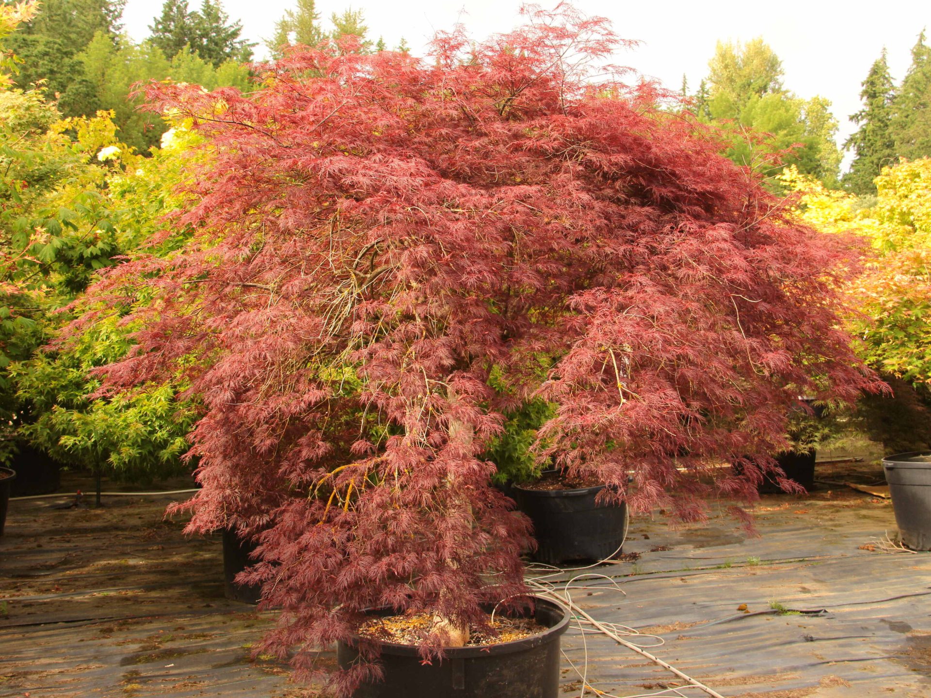 Buy Acer palmatum 'Red Filigree Lace' Specimen 1084 Conifer Kingdom