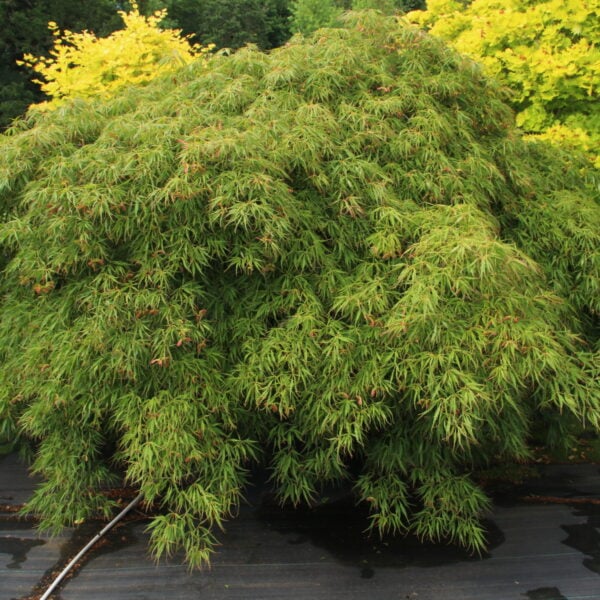 Acer palmatum 'Spring Delight' Specimen 1209