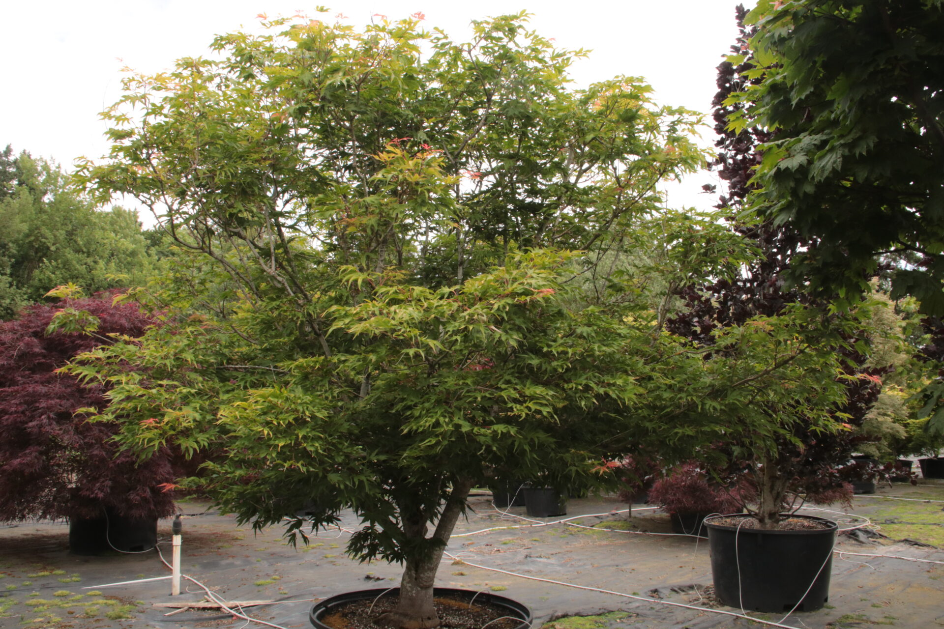 Acer-palmatum-Tsuri-nishiki-