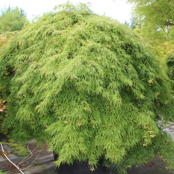 Acer palmatum 'Werner's Pagoda' Specimen 1358