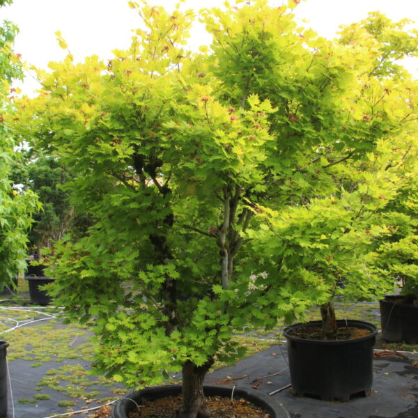Acer shirasawanum 'Aureum' Specimen 1113