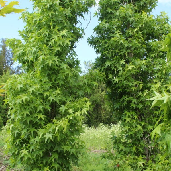 Liquidambar styraciflua 'Slender Silhouette' Specimen 1137