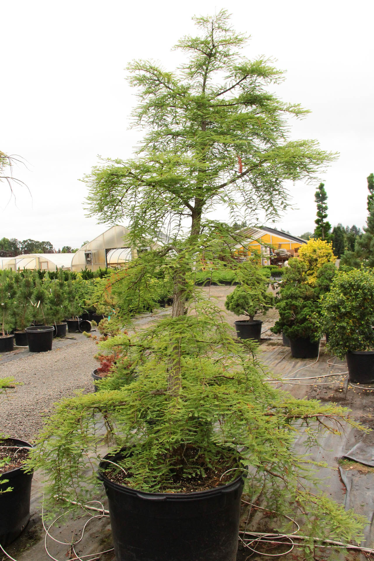 metasequoia glyptostroboides miss grace metasequoia glyptostroboides miss grace