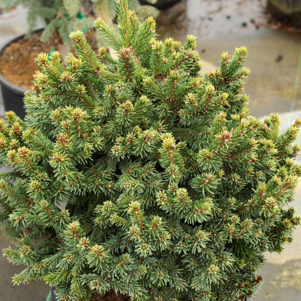 Picea abies 'St. James' Norway Spruce