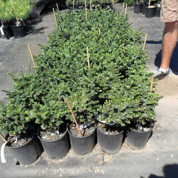 Picea omorika 'Gunther' ('Horstmann') Serbian Spruce