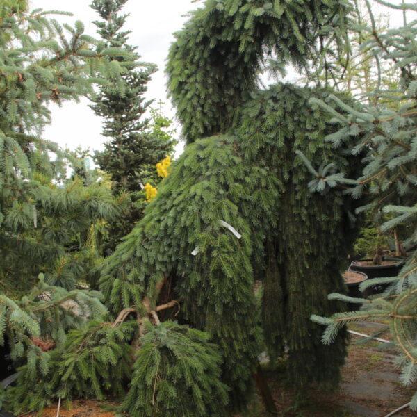 Picea omorika 'Pendula Bruns' Specimen 1707