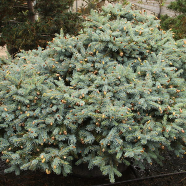 Picea pungens 'Ruby Teardrops' Specimen 1350