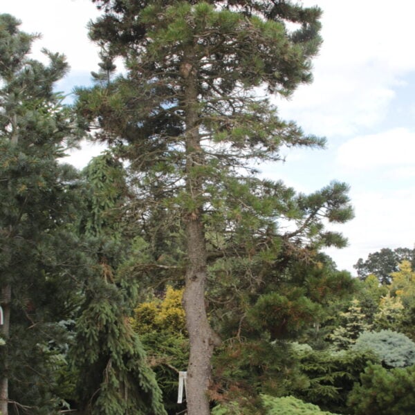 Pinus contorta var. latifolia Specimen 1663