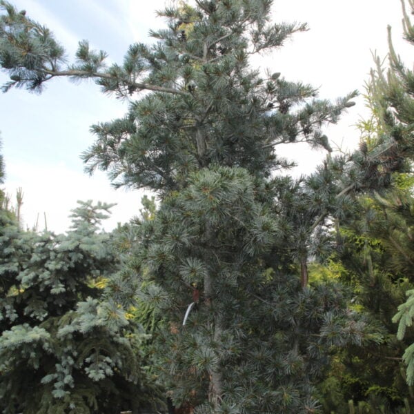 Pinus parviflora 'Blauer Engel' ('Blue Angel') Specimen 1649