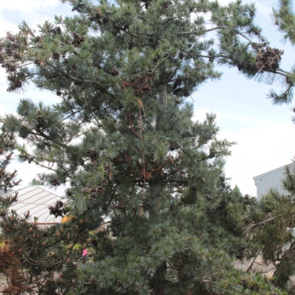 Pinus parviflora 'Venus' Specimen 1229