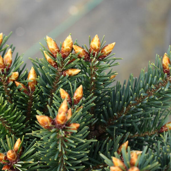 Pseudotsuga menziesii 'Mt. Angel Blue'  Douglas Fir