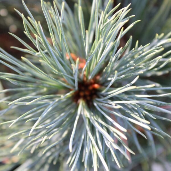 Pinus lambertiana 'Secret Sugar'  Sugar Pine