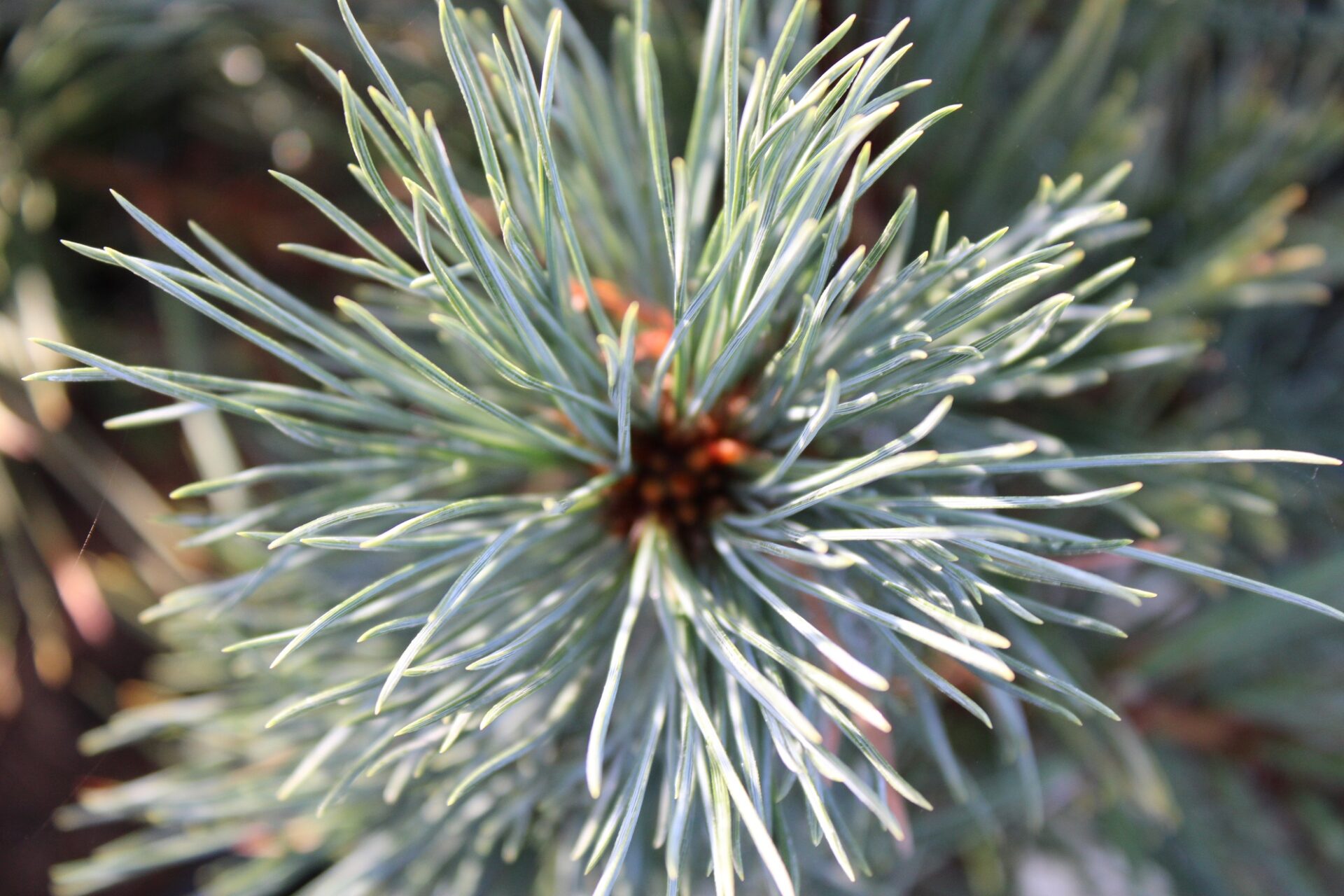 SUGAR PINE Pinus Lambertiana 10 SEEDS FREE S&H 