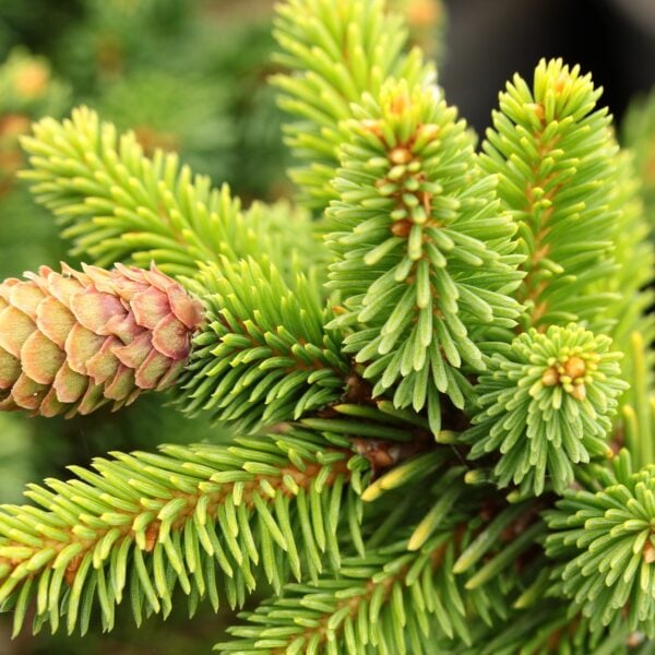 Picea abies 'Biggy' Norway Spruce