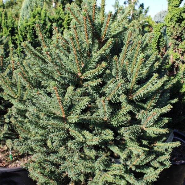 Picea abies 'Compacta Asselyn' Norway Spruce