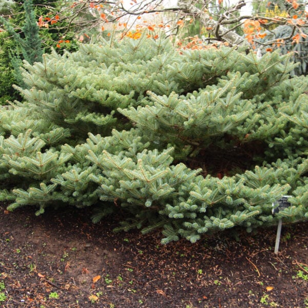 Abies koreana 'Blauer Pfiff' Korean Fir