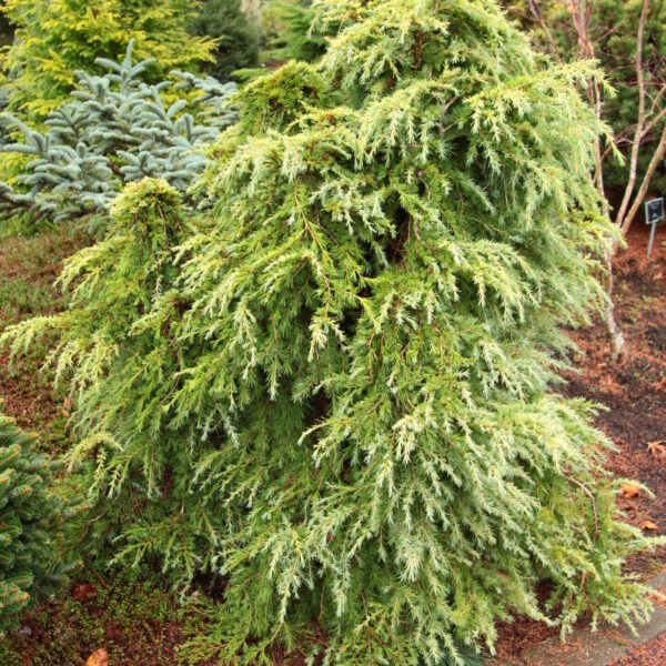 Cedrus deodara 'Mountain Beauty' Himalayan Cedar