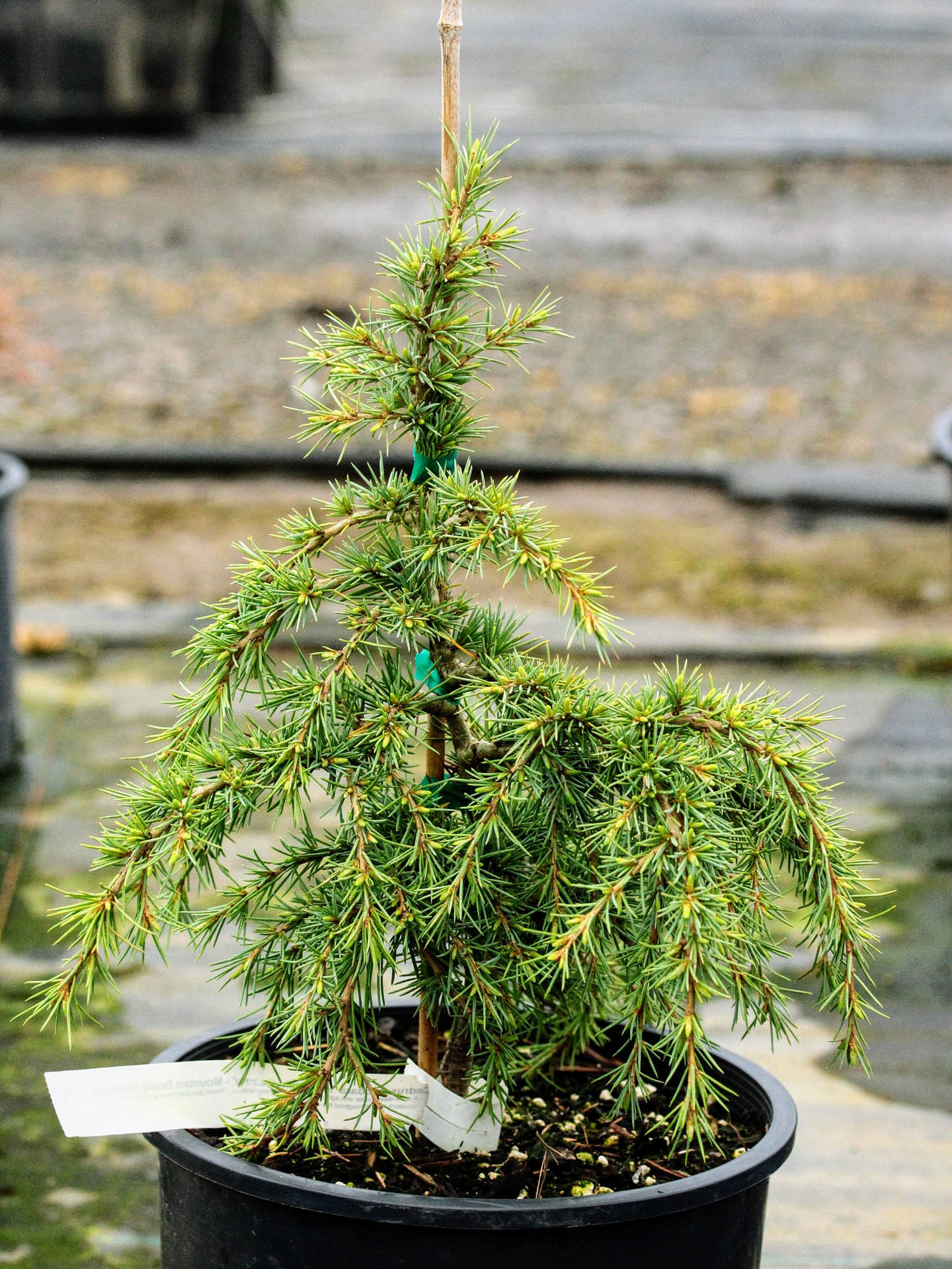 Buy Cedrus deodara 'Mountain Beauty' Himalayan Cedar Conifer Kingdom