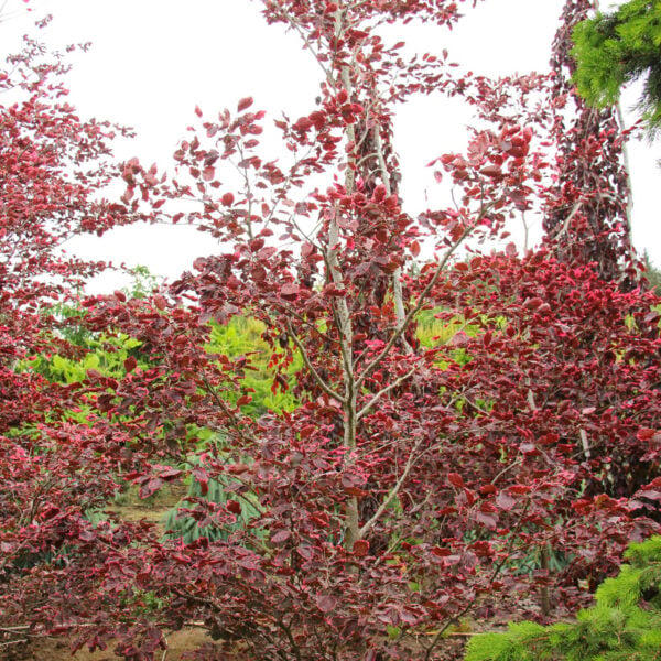 Fagus sylvatica 'Roseomarginata'
