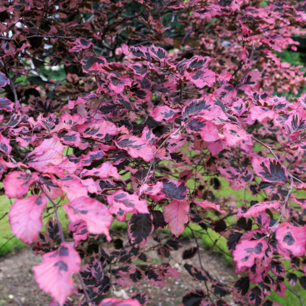 Tricolor European Beech