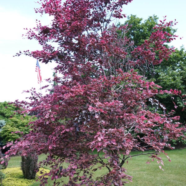 Fagus sylvatica 'Roseomarginata'