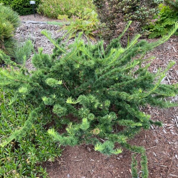Larix decidua 'Krejci' European Larch