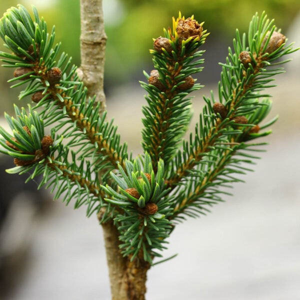 Picea glauca 'Dodge 'em' White Spruce