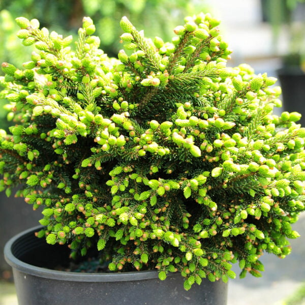 Picea orientalis 'Mt. Vernon' Oriental Spruce