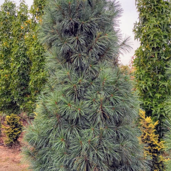Pinus strobus 'Bennett's Fastigiate' Eastern White Pine